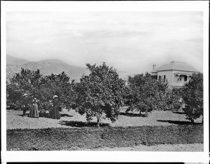 Exterior view of a grove at the residence of Mrs. E.B. Wakerman, Hollywood pioneer, near Western Avenue, ca.1895