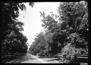 Road intersecting a grove of trees, possibly walnuts