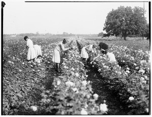 Women picking flowers in a field of roses