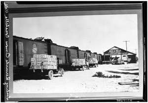 Coachella Valley onions, ca.1925