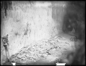 Snakes in Kivi after the ceremony of washing for the Hopi Snake Dance Ceremony, Mishongnovi, Arizona, ca.1900