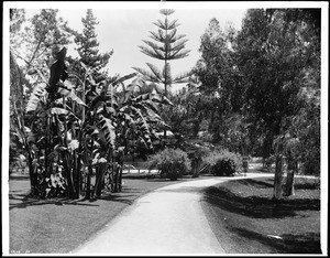 Bannana trees along a path in Central Park (later Pershing Square)