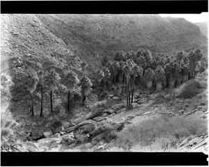 View of Palm Forest in Palm Springs Canyon, ca.1900