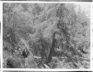 Group of people riding mules on the trail to Wilson Peak, California, ca.1900