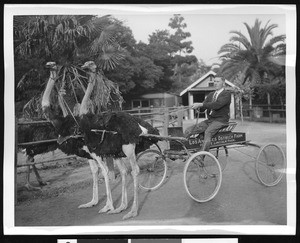 Two ostriches pulling a cart from the Los Angeles Ostrich Farm, ca.1900