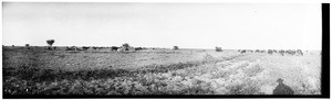 Panoramic view of cattle in a field in the Imperial Valley