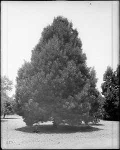 An acacia tree (Acacia melanoxylon), ca.1920