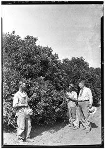 Three men inspecting a citrus tree that has been treated by an aeroculator in Covina, ca.1930