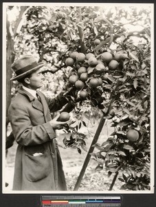 Man poses with oranges in South Pasadena, ca.1930