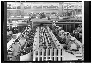 Workers packing oranges, ca.1925