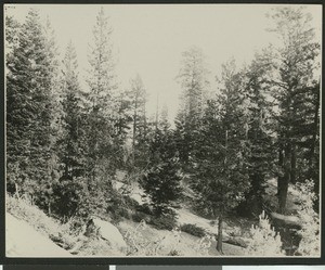 Cluster of trees in unidentified mountainous terrain