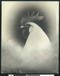 Portrait close-up of a rooster's head, ca.1900