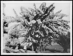 Little girl standing under huge banana plant at Bellevue Terrace Hotel, Los Angeles, ca.1890