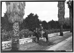 Man on horseback looking at orange groves, January 1930