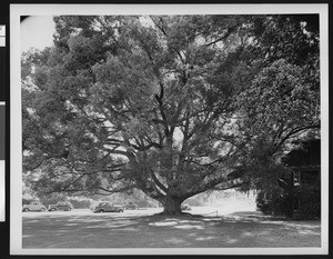 Large tree, showing automobiles parked along a road in the background