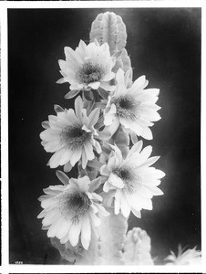 Close-up of a specimen of a cactus in blossom, ca.1920