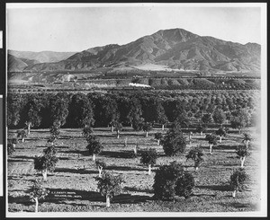 Orange grove, showing Southern Pacific passenger train moving in the background, ca.1880