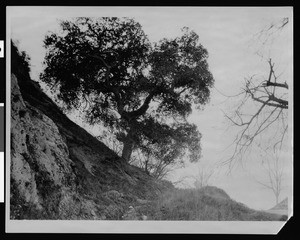 Boundary Oak in the northeast corner of Griffith Park, ca.1886 (1926?)