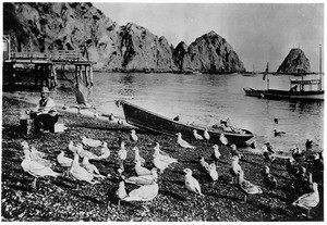 Seagulls in the Avalon harbor on Catalina Island, Los Angeles, ca.1900