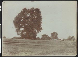 "Largest oak tree in the world" near Red Bluff, 1900-1940