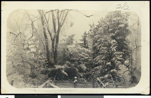 A winter garden scene in Aztec, New Mexico, September 1929