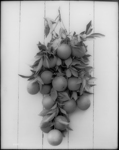 Cluster of oranges on a branch, Riverside County, ca.1930