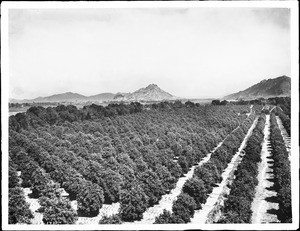 Orange orchard of General Torres, Hermosillo, Mexico, ca.1900-1910