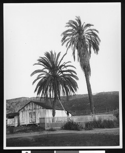 Old Palms of Old Town San Diego at the San Diego Mission, ca.1888