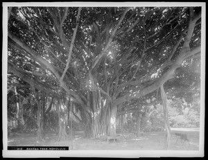 Banyan tree whose branches come to the ground and root, Honolulu, Hawaii, ca.1920