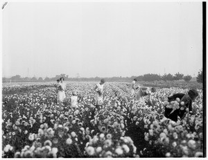A view of women picking flowers in a sunflower field