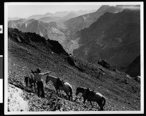 Man with horses on the mountain at Pine Creek Canyon in Inyo National Forest, ca.1930