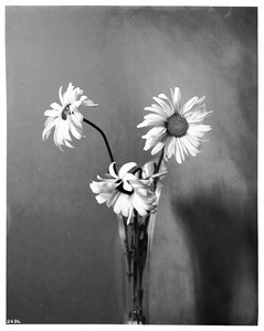 Three Shasta daises in a narrow glass vase