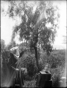 Mission father hiving a swarm of bees at Mission Santa Barbara, 1905