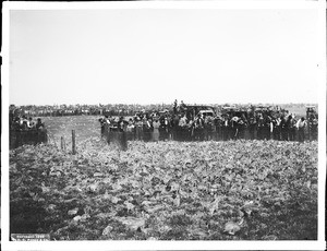 Jackrabbits entering corral in rabbit drive, ca.1902