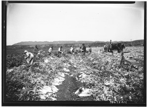 Celery patch, Venice Celery District, April 12, 1927