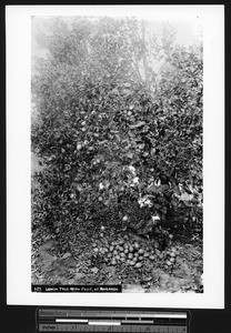 Lemon tree loaded with lemons, Riverside, California