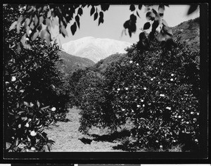 Orange groves and snow-capped mountains in Southern California, ca.1930