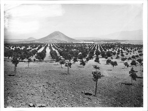 Orange orchard, Hemet, Riverside County