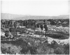 Thousand Palms Canyon in the Colorado Desert, ca.1904