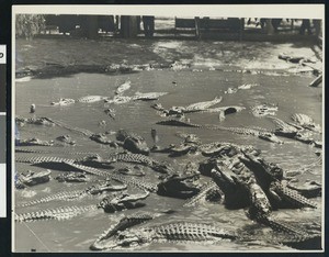 Multiple alligators in water at Los Angeles alligator farm, ca.1900