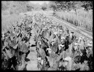 Cultivated rows of Golden Calla Lillies, ca.1920