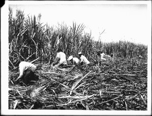 Seven workers cutting cane on a sugar plantation, Hawaii