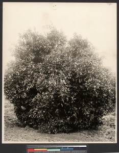 Ten year old orange tree in full bearing, ca.1910