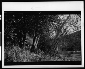 Foliage on an incline in Placerita Canyon, the site of gold discovery in 1842, ca.1900-1940