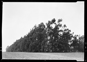 Group of eucalyptus trees swaying in the wind, Inglewood, November 1926