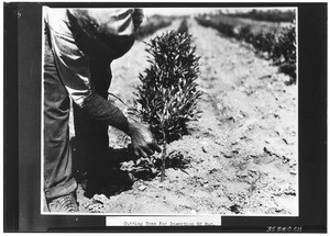 Close-up of "budding" an orange tree in La Verne, ca.1930