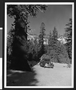 Pickup truck parked on a snow covered moutainside near a large tree, ca.1930