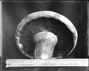 Close-up of a large cultivated mushroom