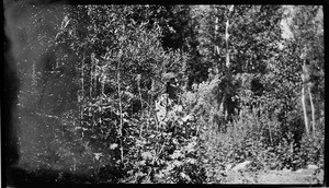 Dense woods, showing a woman obscured by branches in the center, Lake Tahoe