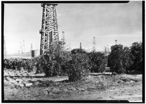 Orange groves, oil wells and snow-capped mountains at Atwood, ca.1932